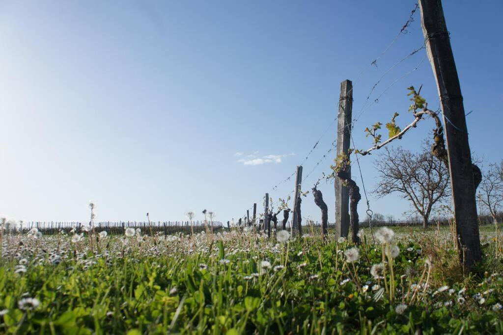 Entre Pierre Et Vigne - Charming Former Winery Farmhouse With Hot Tub & Swimming Pool Monestier  Ngoại thất bức ảnh